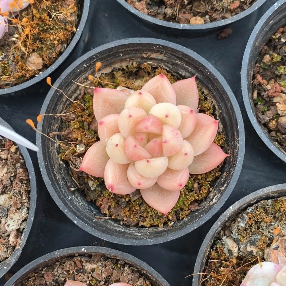 精品多肉一物一拍不包整053