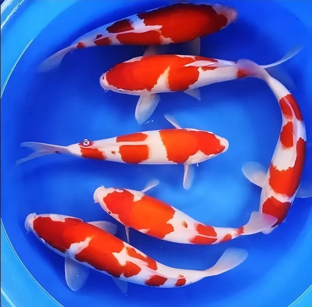 精品观赏鱼冷水鱼 金眼猫 赤金蝴蝶鲤 到手两条