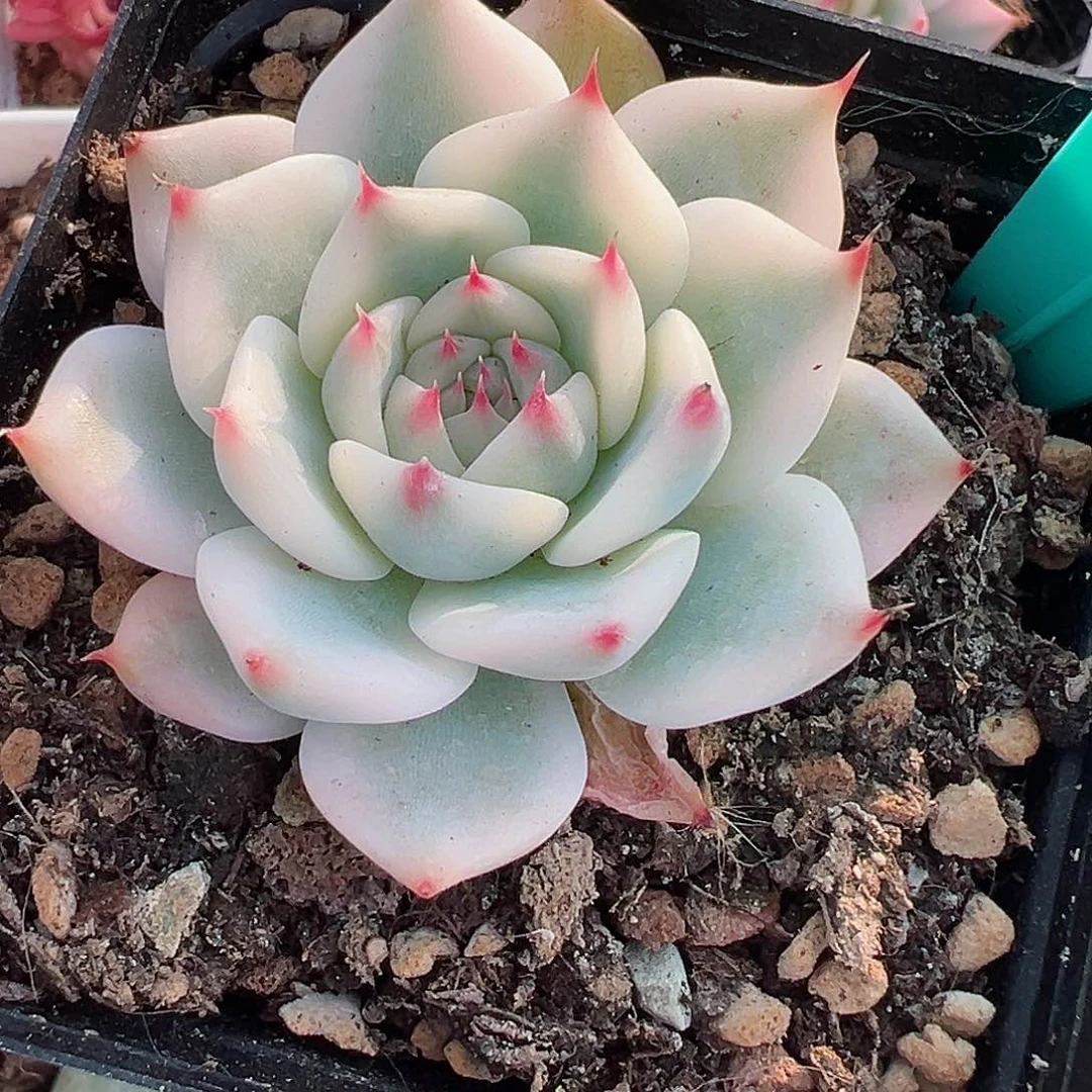 ?*挞吉娃娃锦，覆轮锦