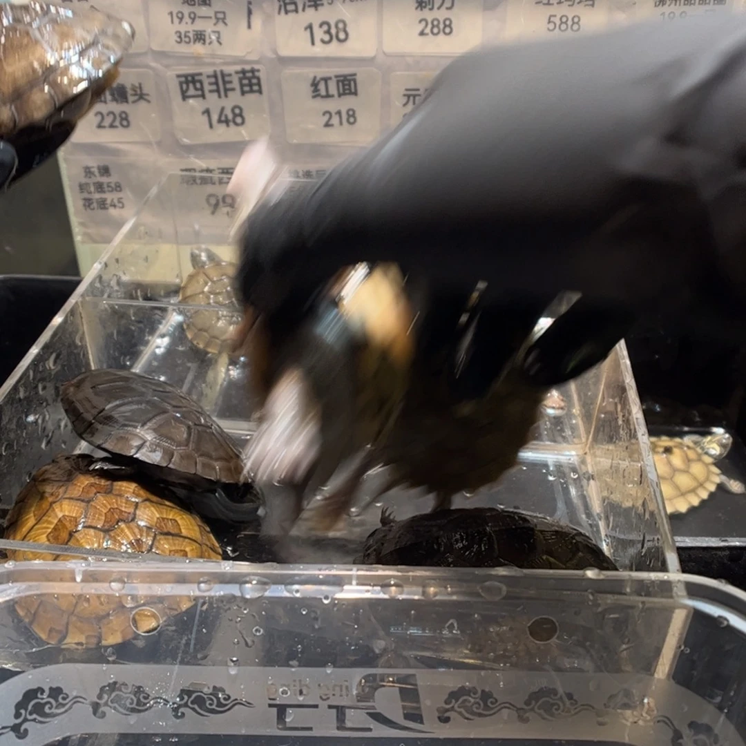 绿毛龟母西非沼泽头盔