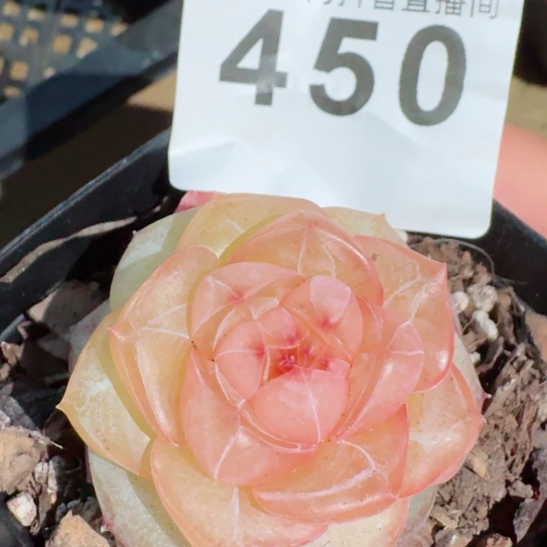 玛瑙模特         精品多肉