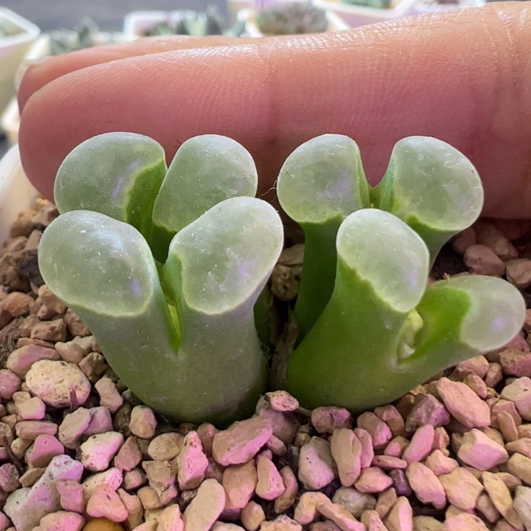 绿体白窗2151 肉锥植物