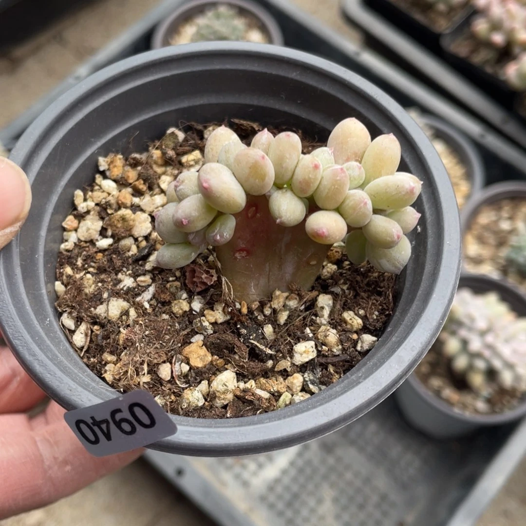 芯***.三日月缀化多肉植物