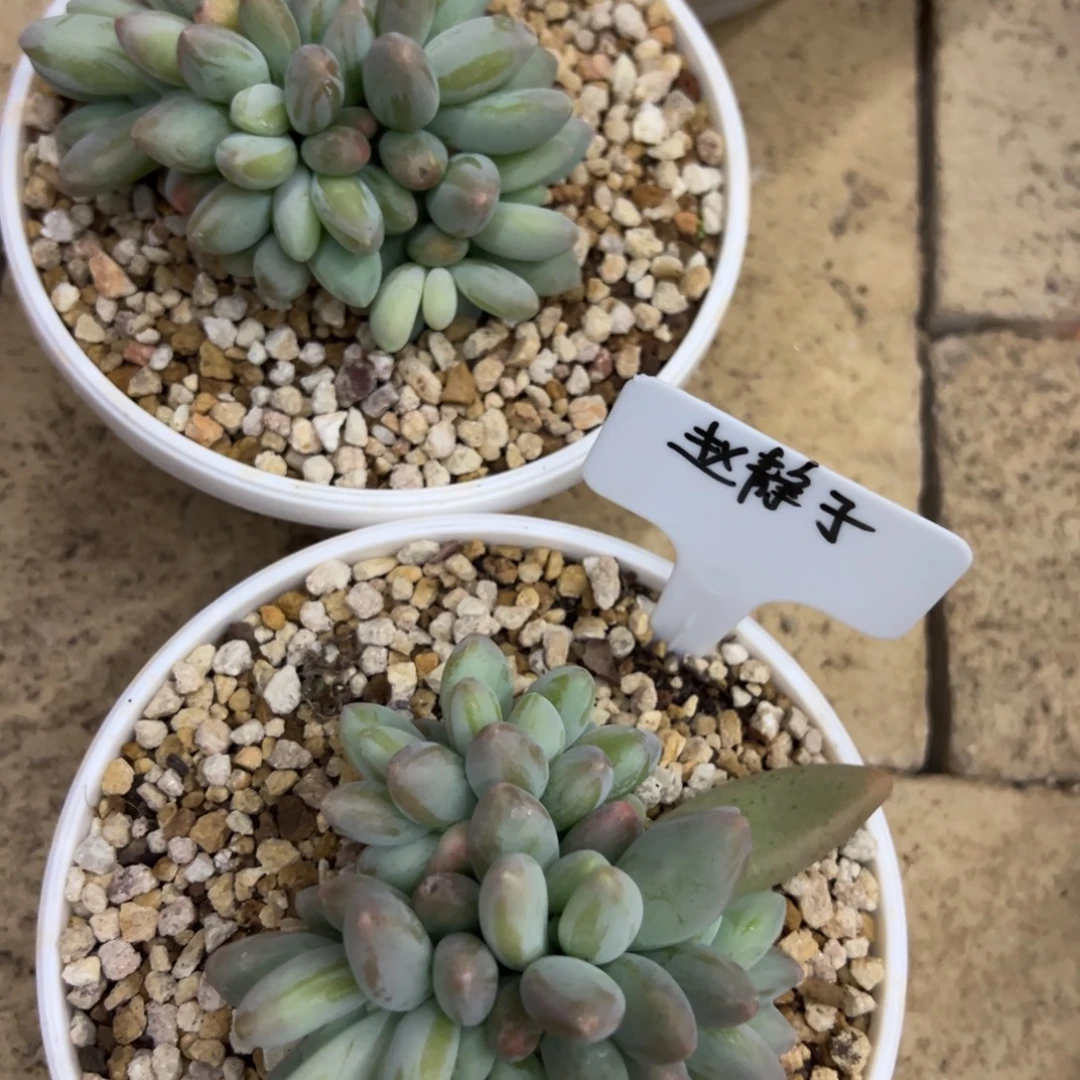 赵***子我在等他呢他也没有