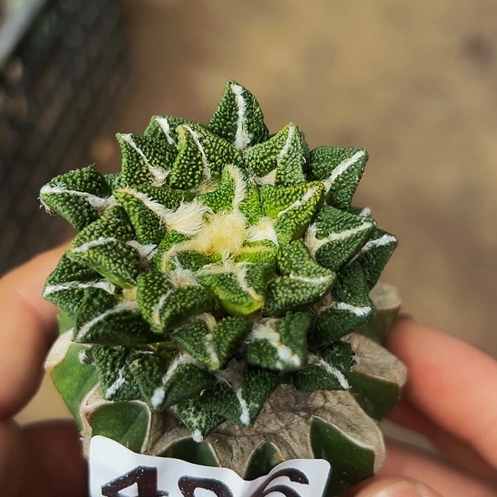 无花朵颗粒黑牡丹496