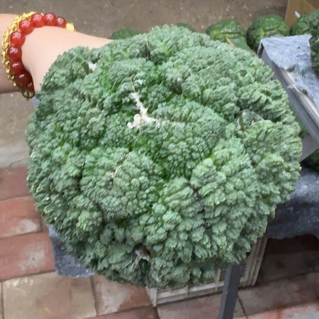 Y***D苗接大尤哥斯拉牡丹
