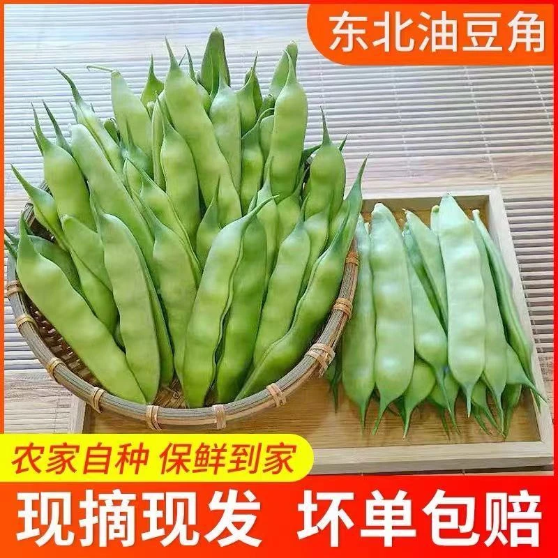 东北当季头茬新鲜九月青油豆角农家自然原味现摘现发包邮