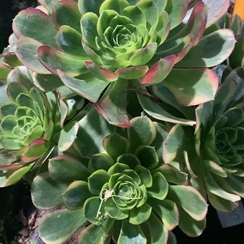 原****?6620奶白多肉法师