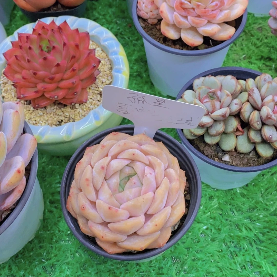 滕*富开心多肉植物多肉