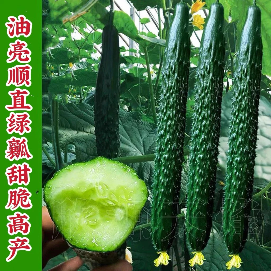黄瓜种子一叶一瓜油绿王强雌高产密刺绿肉青瓜优质耐热黄瓜种籽孑