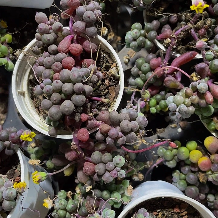 圆盆小紫萱月带盆土