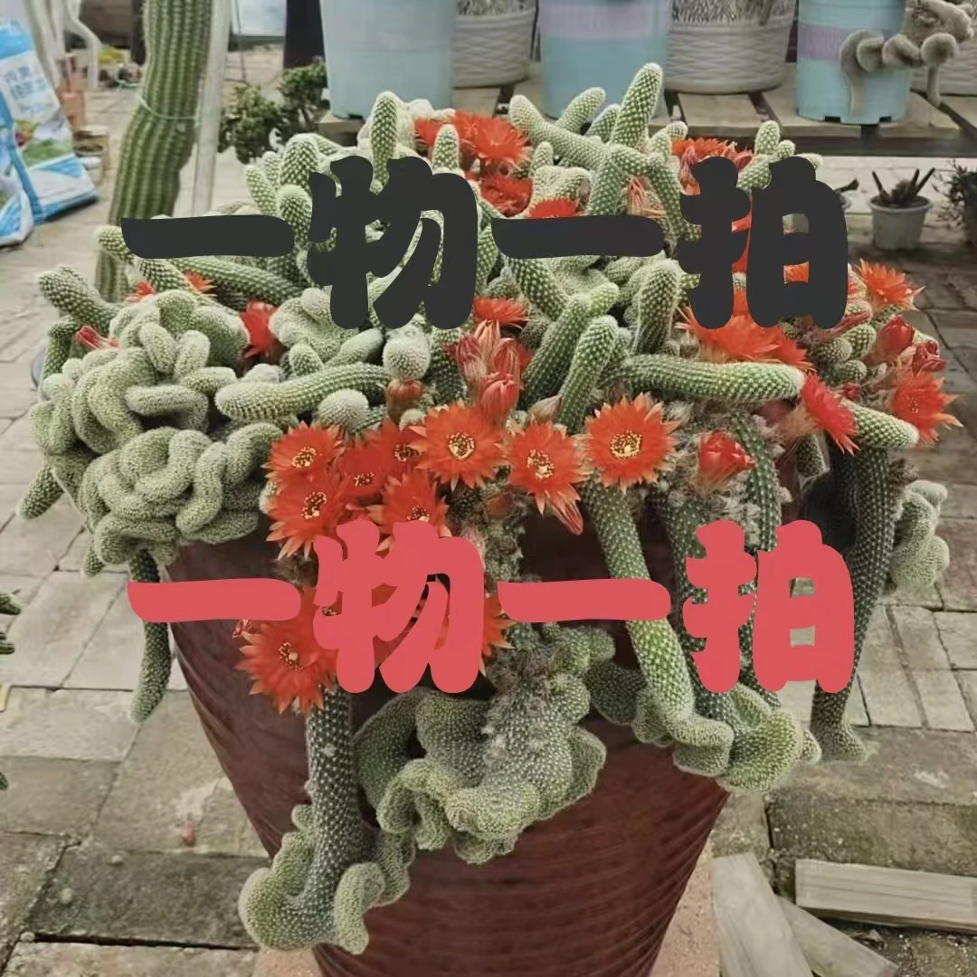 锐丰生态 一物一拍