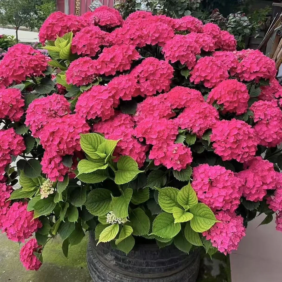 玫红妈妈绣球花盆栽庭院阳台新手易养护喜水植物