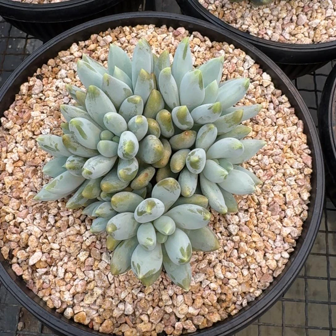 多肉植物哥特萝莉