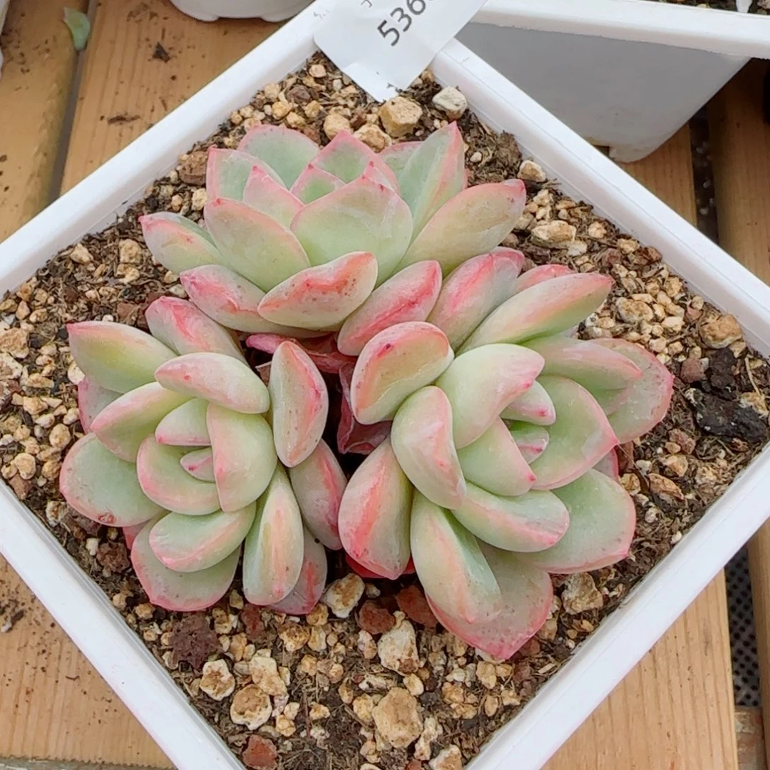 泡芙无砍，5366多肉植物