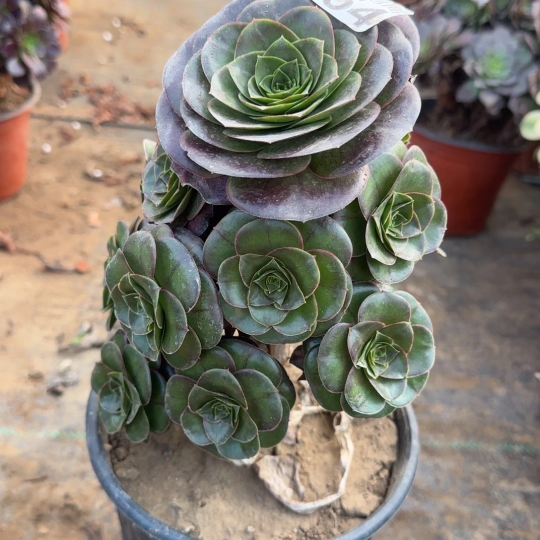 魅金玫瑰654满20包邮断枝不包