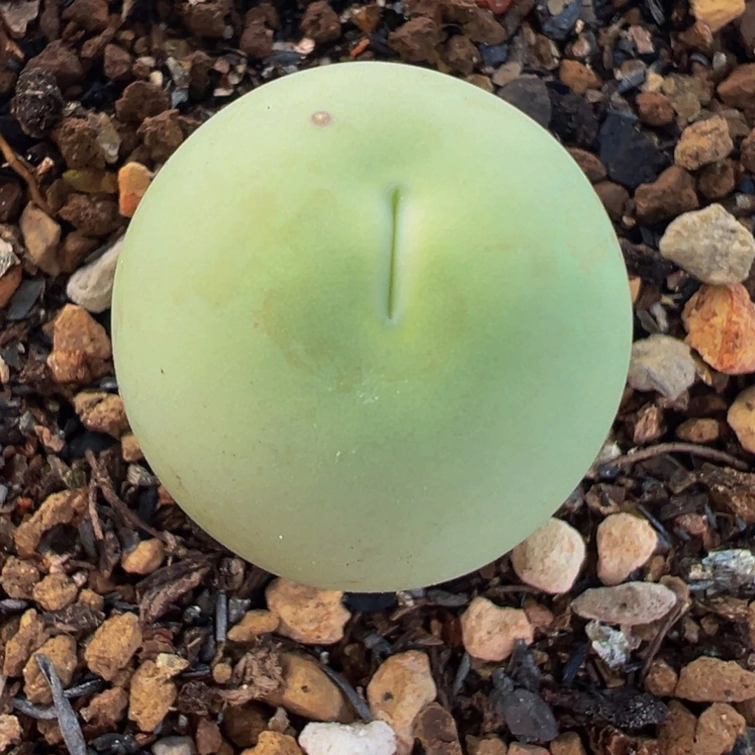 鸽子蛋多肉植物带盆