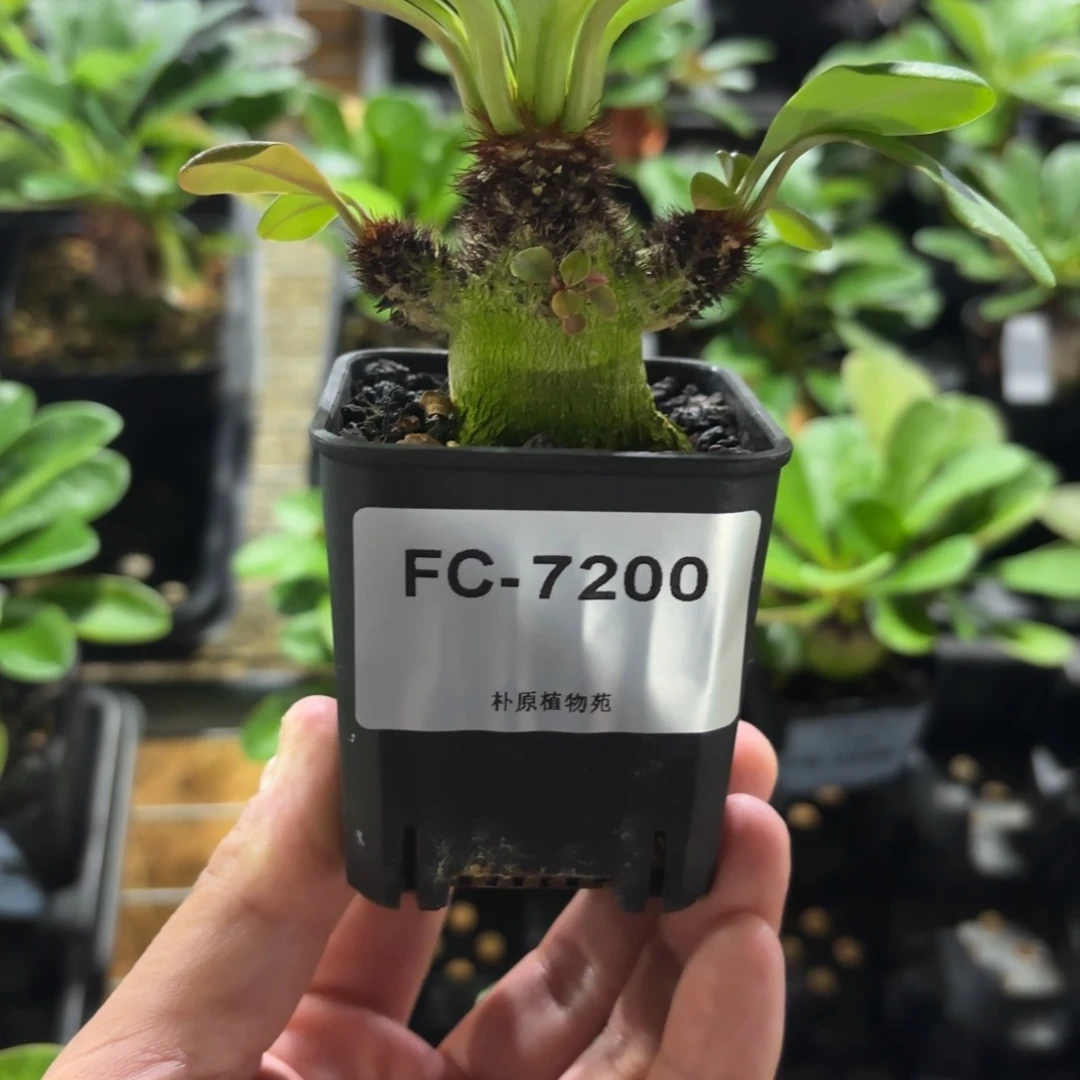 象鼻大戟FC-7200.