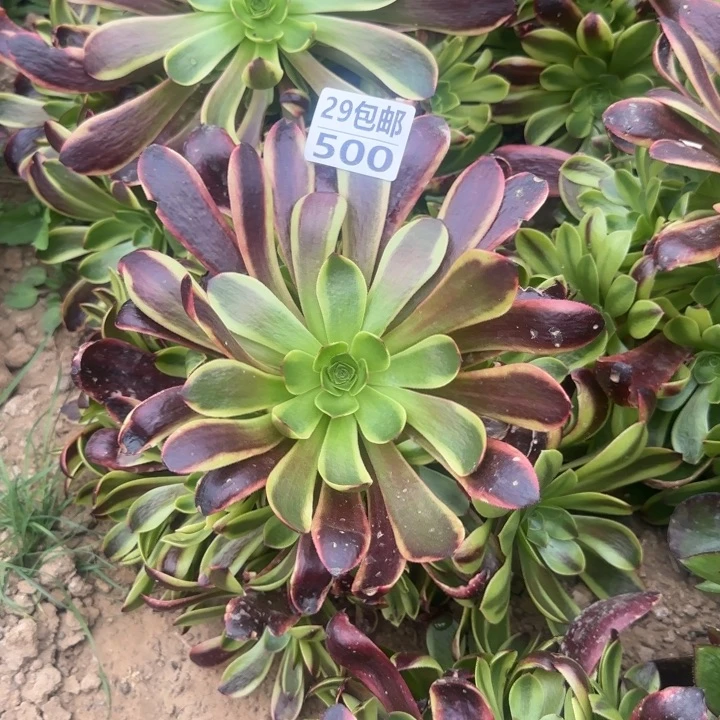 欧嘉莉……多肉植物的