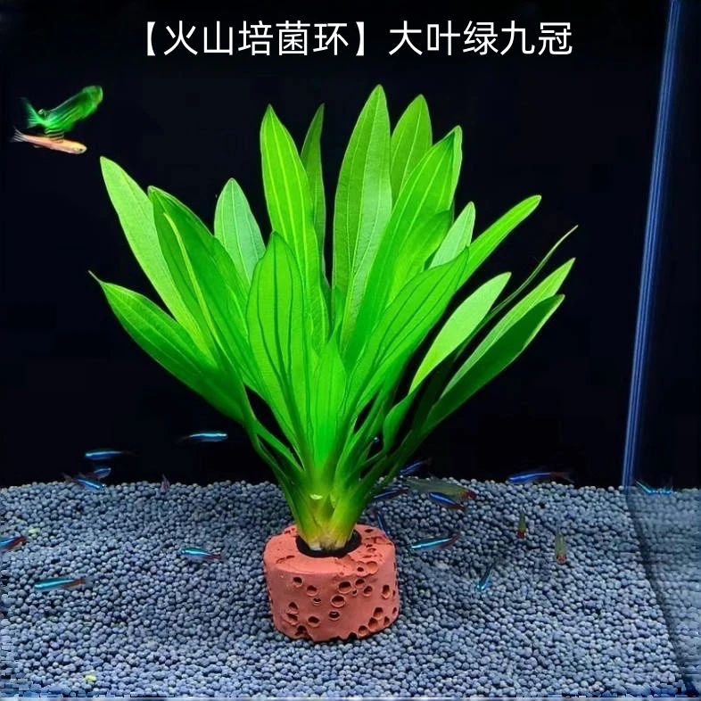 绿九冠真草大叶净水增氧大叶鱼缸鱼缸专用鱼缸水草鱼缸专用水草