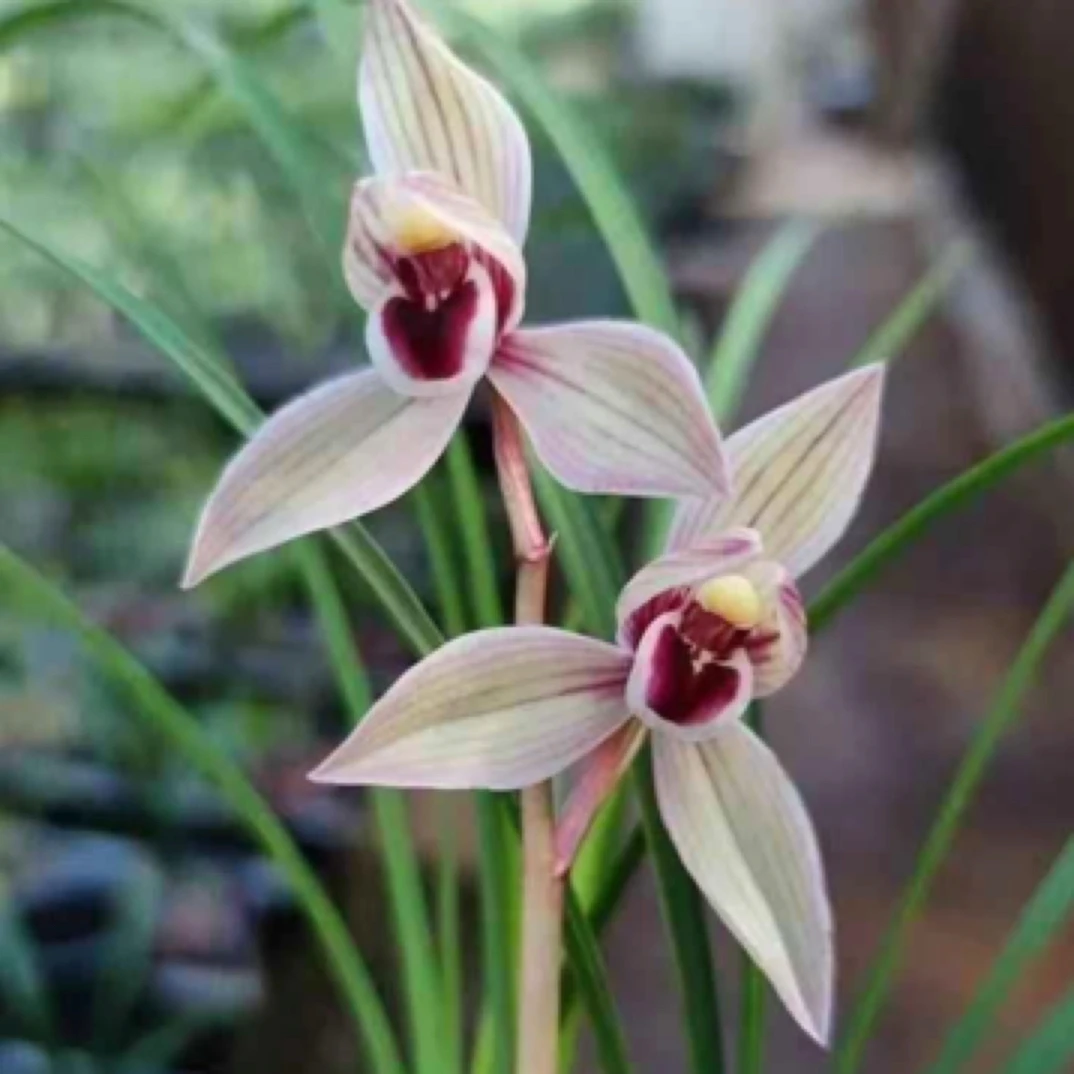 莲瓣兰  心心相印 3苗特壮发货