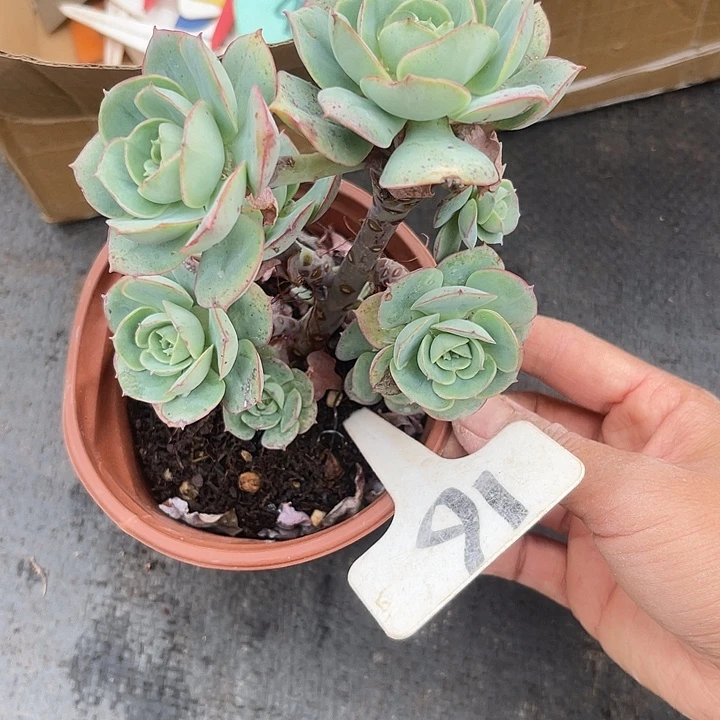开播炸福利，两单包邮16玫瑰