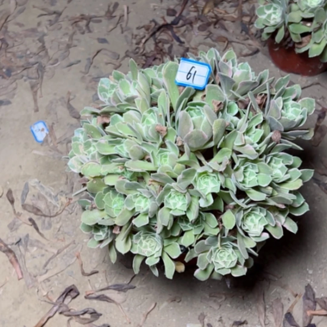 【闪购商品】郭****肉粉女妖61