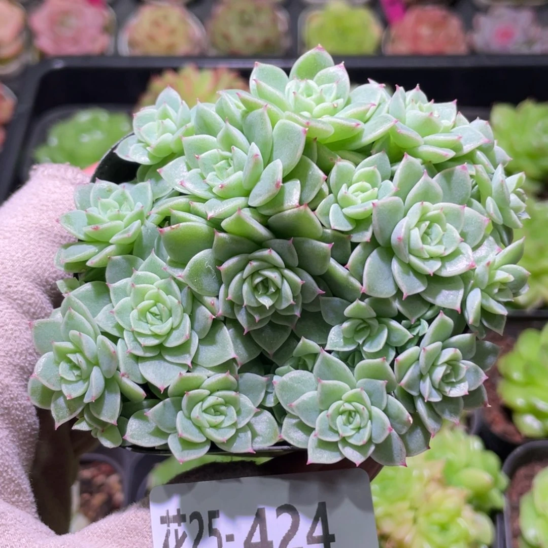 花利美25-424麦秆