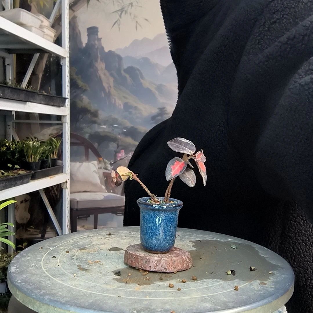 爱*己小盆景小植物一物一拍246