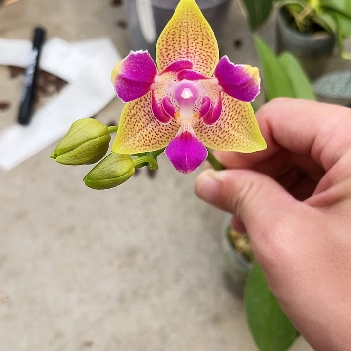 全部花苞美琪金沙1363福利