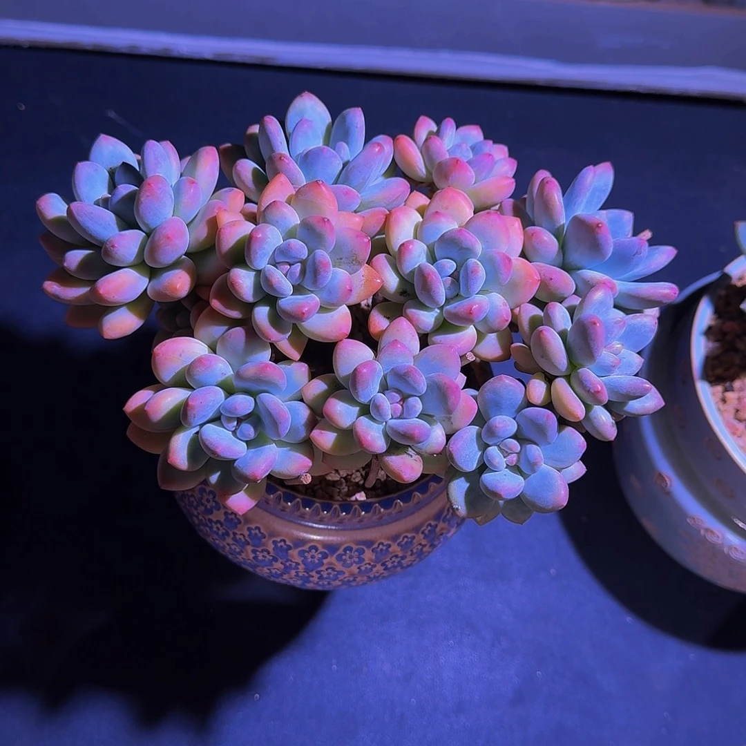 香水 11头 一物一拍