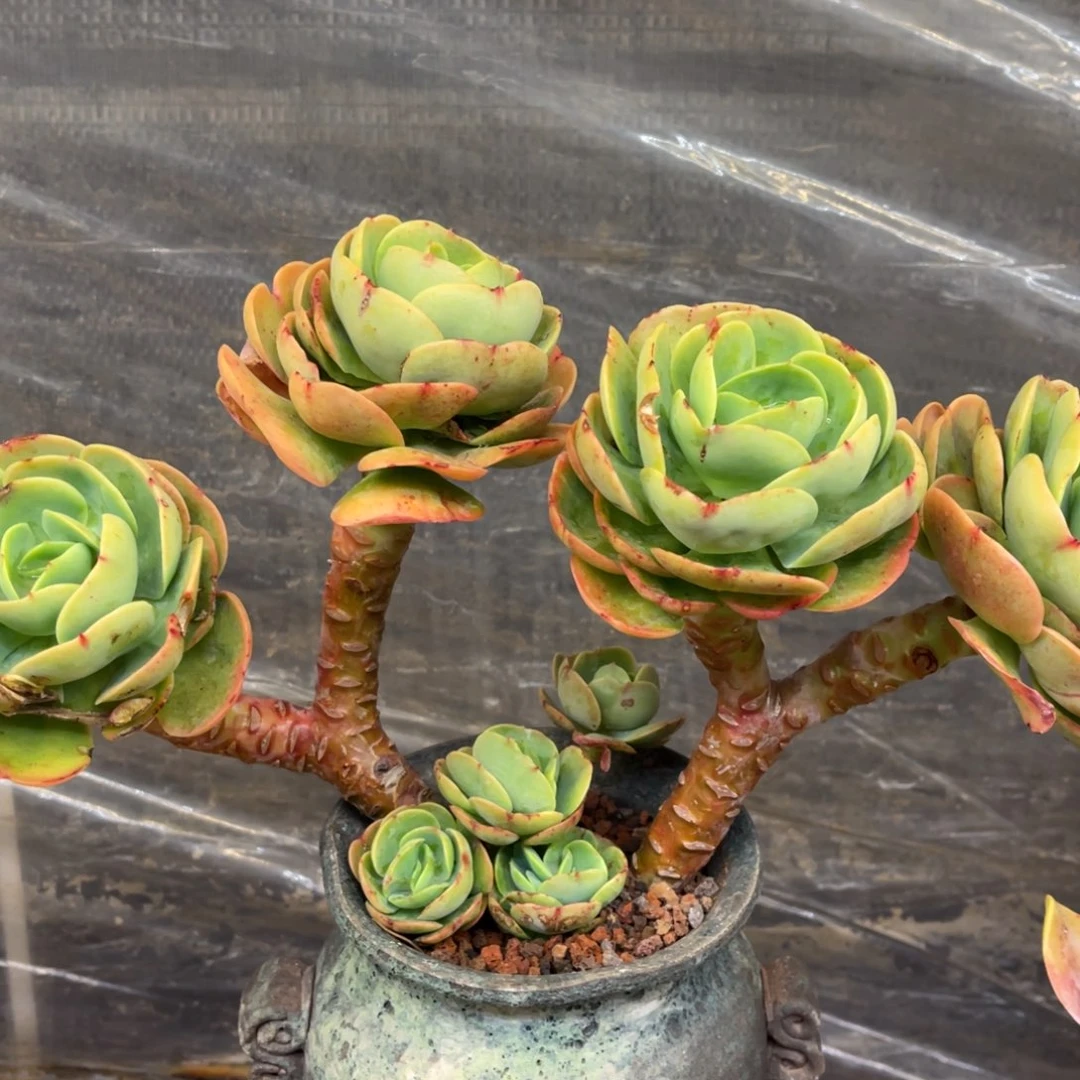 ღ****37373753533883