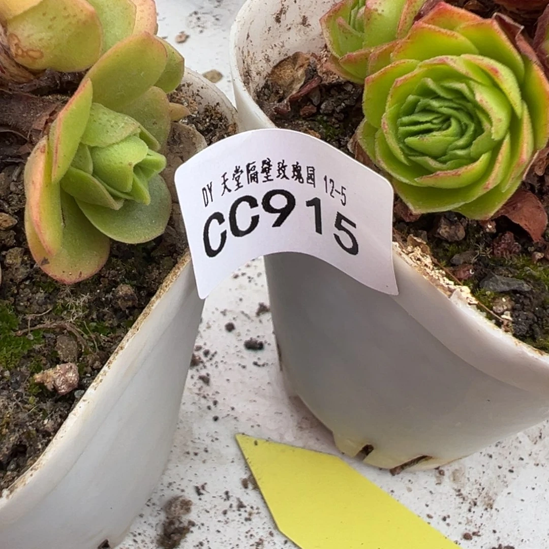 不****陈陈915若初侧芽。 扶摇侧芽。