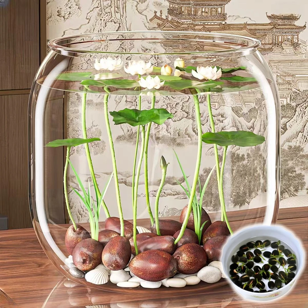 养无土碗莲植物四季好养荷花花卉水培睡莲盆栽种籽水养植物养无土