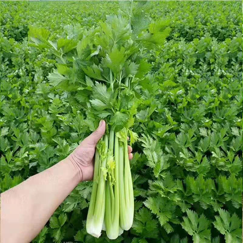 新鲜芹菜现挖农家自种新鲜蔬菜本地带叶芹菜榨汁生吃大芹菜