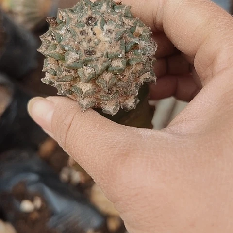 2630仙人球嫁接的是