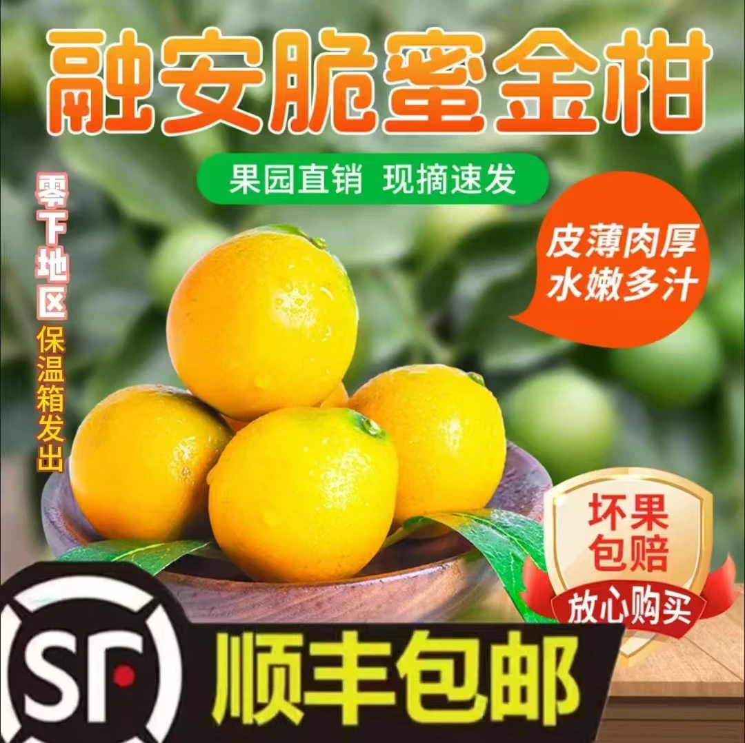 【顺丰包邮】广西融安脆密金桔【瑕疵果】爽口多汁