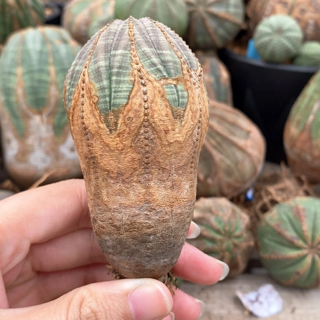 17布纹球精品一物一拍