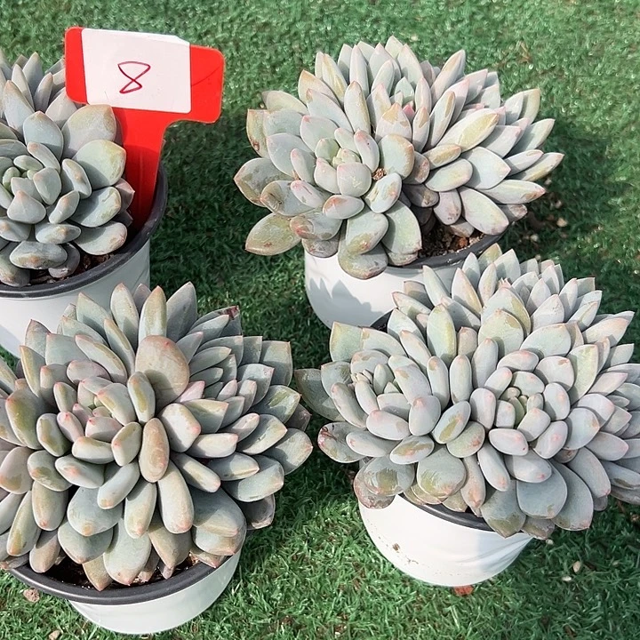 8半夏一个脱咯土一个脱土