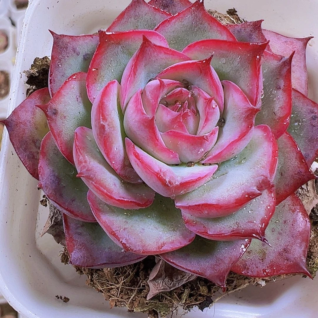 小精品侧影19包邮多肉植物