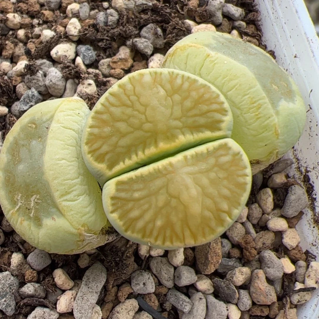 0398号绿菊 多肉植物