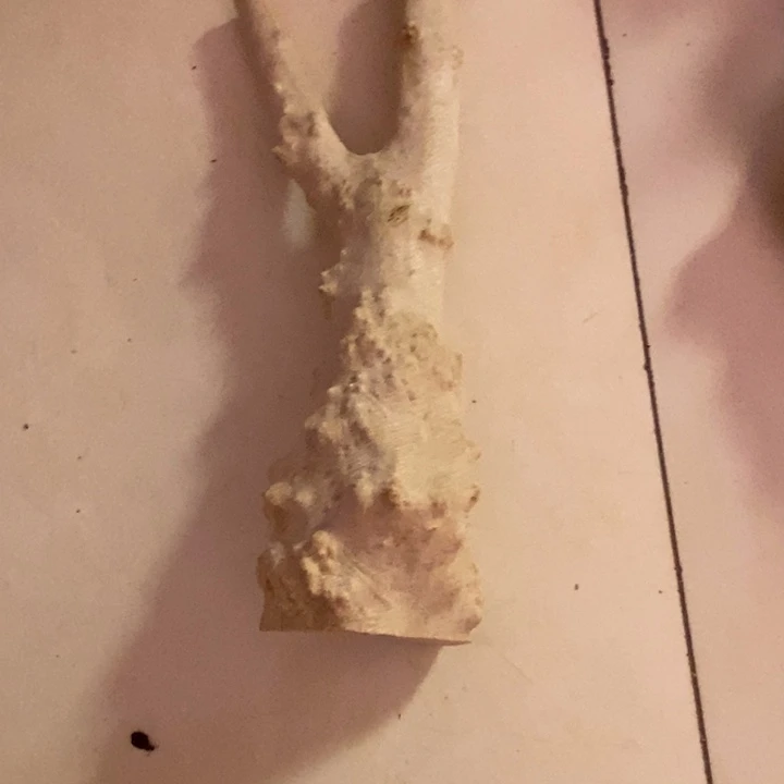 一***安香榧木黄杨木等多种木材