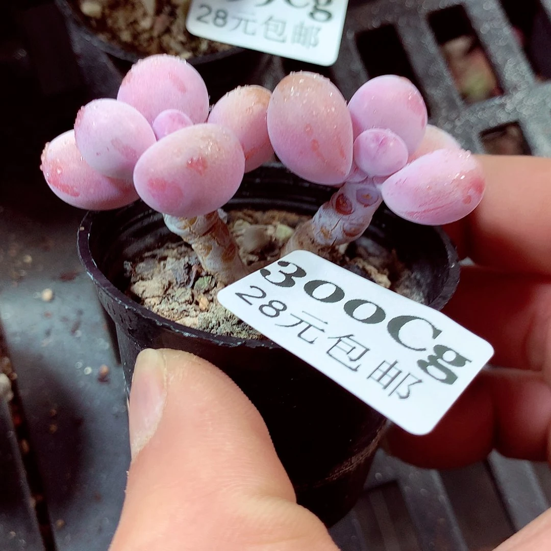 5厘米盆精控多肉300
