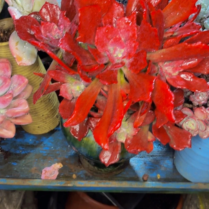 牛***嫂老桩精品肉肉钻石锦