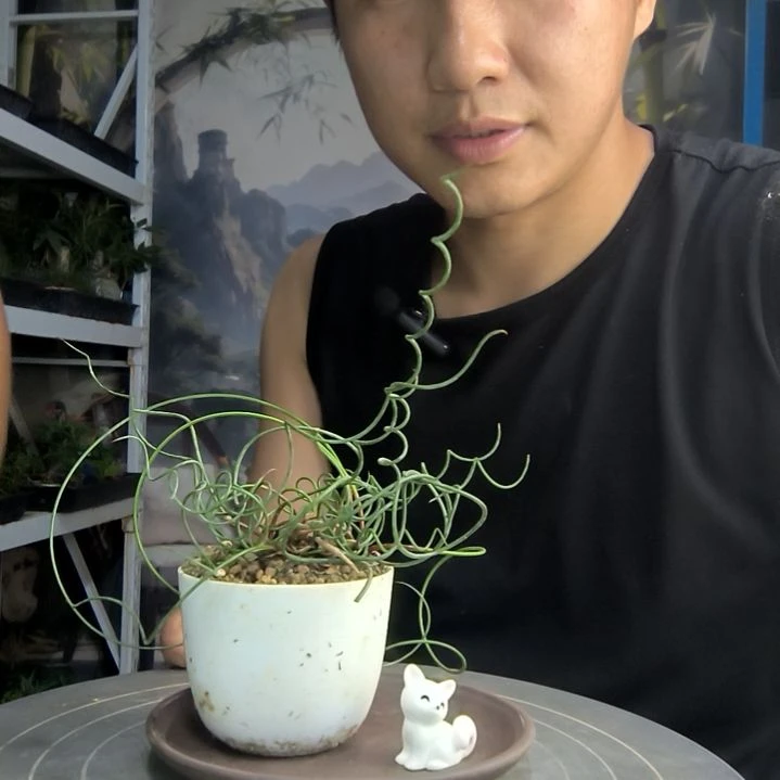 l***o中青园艺一物一拍3