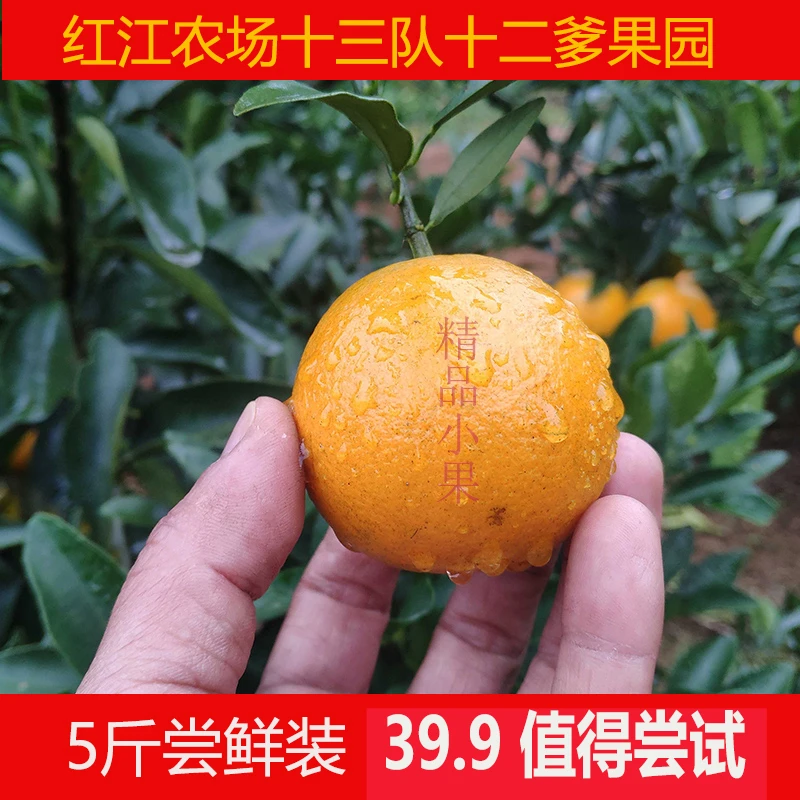 【5斤尝鲜装】廉江红江农场红江橙红橘头皮薄多汁全国包邮
