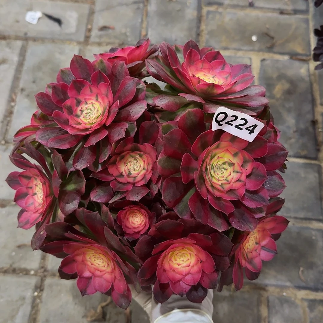 224荔枝44冠服23左右丛林