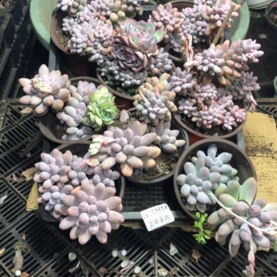 框拍，3389，一物一拍