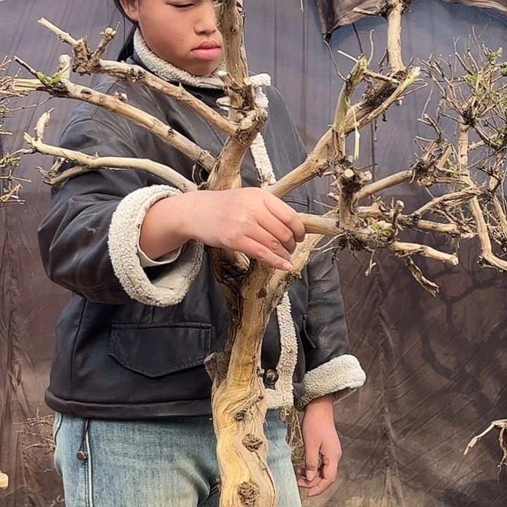 全部花朵金银花88888