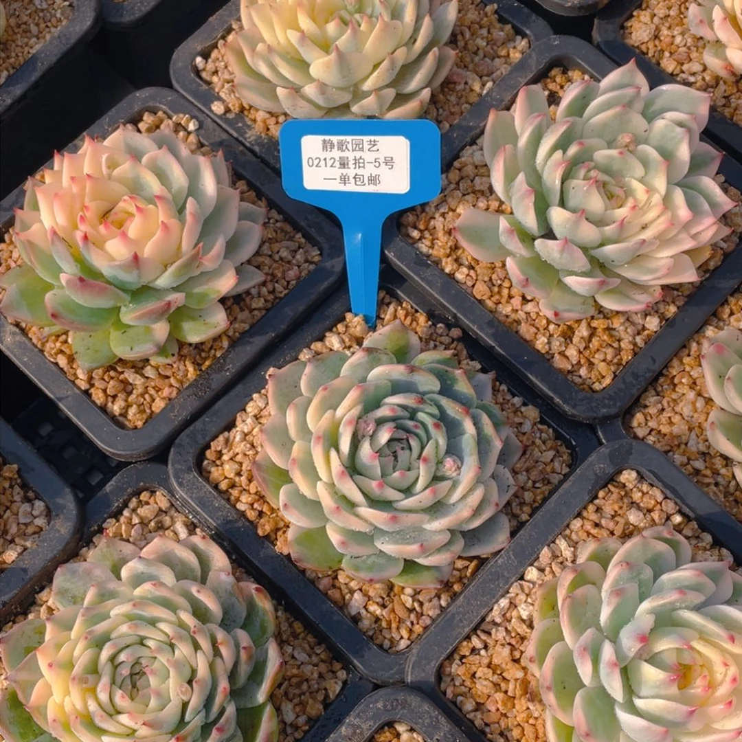 0212-5-吉娃娃锦元宵节福利一颗